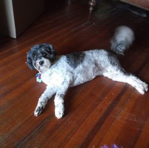 Meet your Posher, Precious